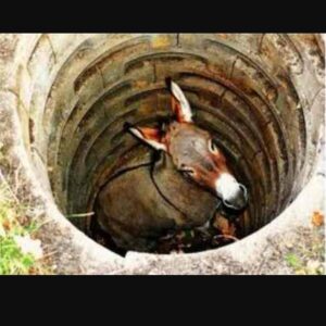 burro no poco 1