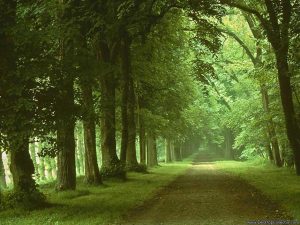 caminho harmonia verde